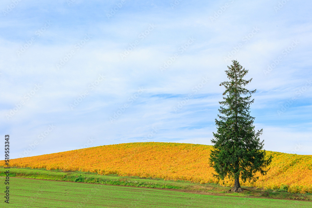 Fototapeta premium 秋のクリスマスツリーの木「北海道美瑛町」