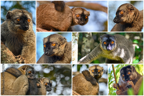 Animals of Madagascar – collage of lemurs, Common brown lemur - (Eulemur fulvus) 