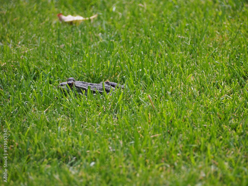 Frosch im grünen Gras Frosch im grünen Gras
