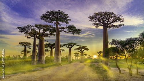 Photo Baobab Alley Sunrise, Madagascar nature,