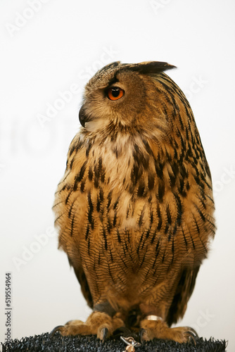 a beautiful owl on a white background looks into the camera lens