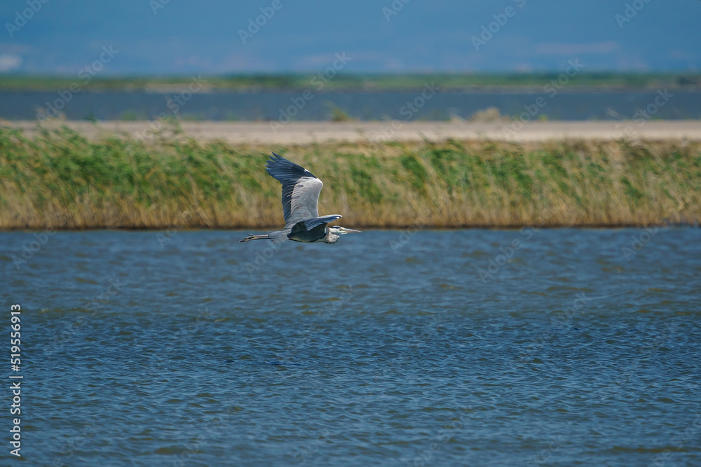 Naklejka premium Gray Heron (Ardea cinerea) flying in a blue green lake