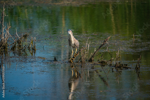 Black-crowned Night Heron (Nycticorax nycticorax) perched on a tree branch in the lake