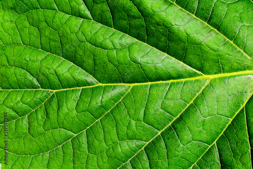 Green leaf texture background, Natural Green Leaf Pattern
