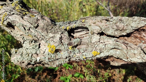 bark of a tree