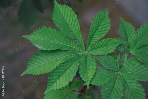 green chestnut leaf