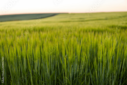 Green barley field in spring. Amazing rural landscape. Sun over fields of ripening barley.