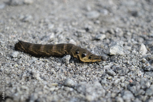 a brown caterpillar creeps on a gravel road