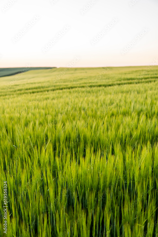 Green barley field in spring. Amazing rural landscape. Sun over fields of ripening barley.