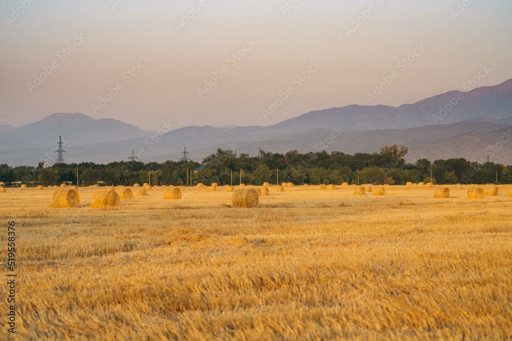Obraz premium Haystacks in the fields