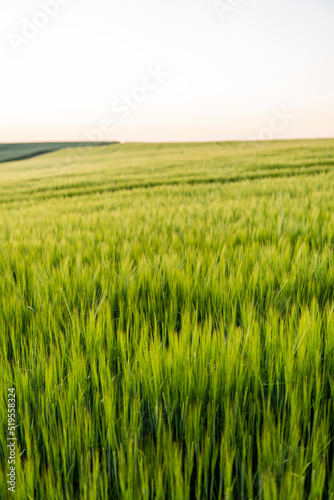 Green barley field in spring. Amazing rural landscape. Sun over fields of ripening barley.