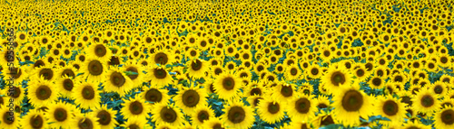 Panel kuchenny z motywem kwiaty słoneczników