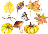 Autumn set with colorful leaves, yellow pumpkins, a dry branch, a mushroom and a butterfly, isolated on a white background. A thematic collection for design on the theme of nature and autumn.