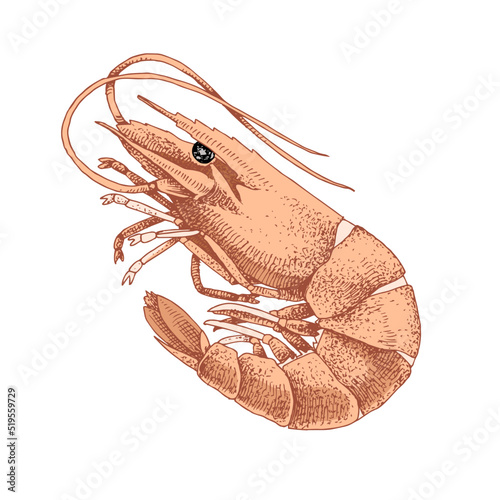 Shrimp or langoustin, fresh sea food.