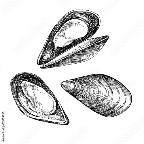 Mussel clam isolated on white background.