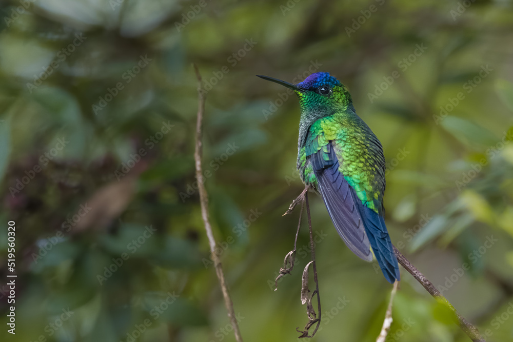 A hummingbird with metalling colors perched on a tree branch A hummingbird with metalling colors perched on a tree branch