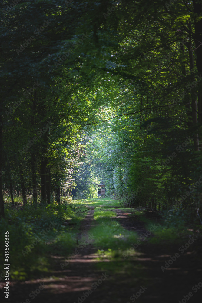 Small road in the deep forest leading to a small hunting tower with a great view from the top Small road in the deep forest leading to a small hunting tower with a great view from the top