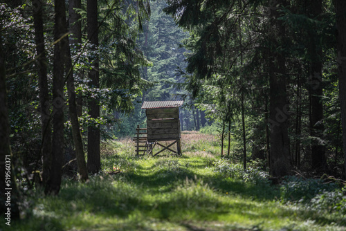 Small road in the deep forest leading to a small hunting tower with a great view from the top