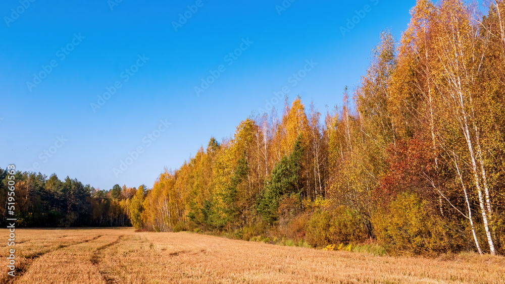 Golden autumn. Panorama of the edge of a mown agricultural field and forest. Yellow foliage on birch trees. A bright, fine day in October