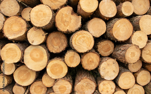 stack of firewood. cut tree