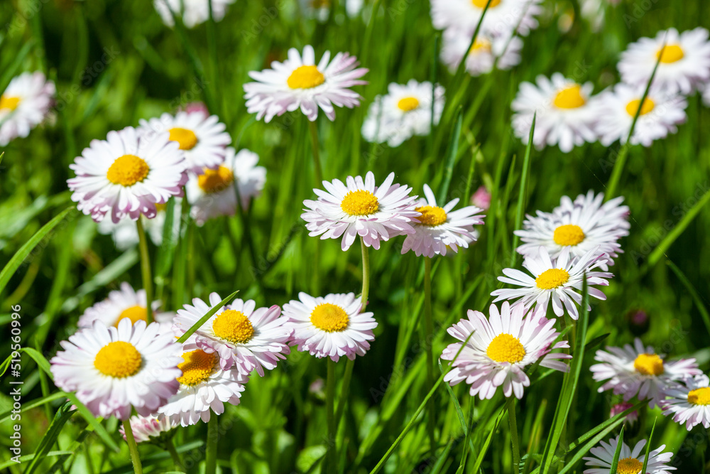 surface of green grass with daisies seen from above surface of green grass with daisies seen from above
