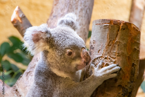 Canvas Print Koala