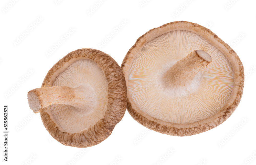 shiitake mushrooms isolated shiitake mushrooms isolated