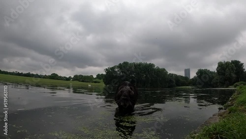 A beaver animal lookint at camera closely in the middle of rheinauenpark, Bonn, Germany.  photo