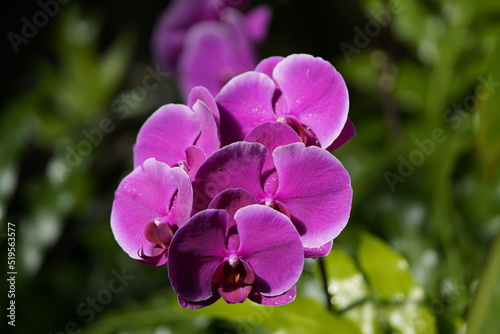 Phalaenopsis Lehnhardt  orchid  Orchidaceae family.