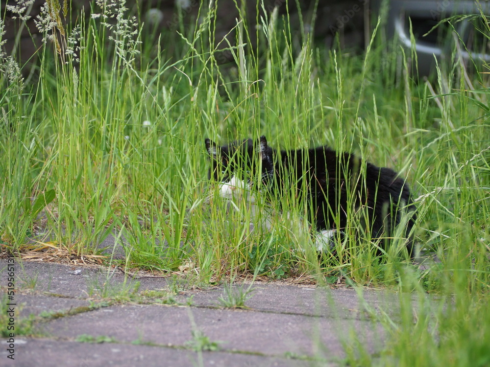Kater im Gras auf der Pirsch Kater im Gras auf der Pirsch