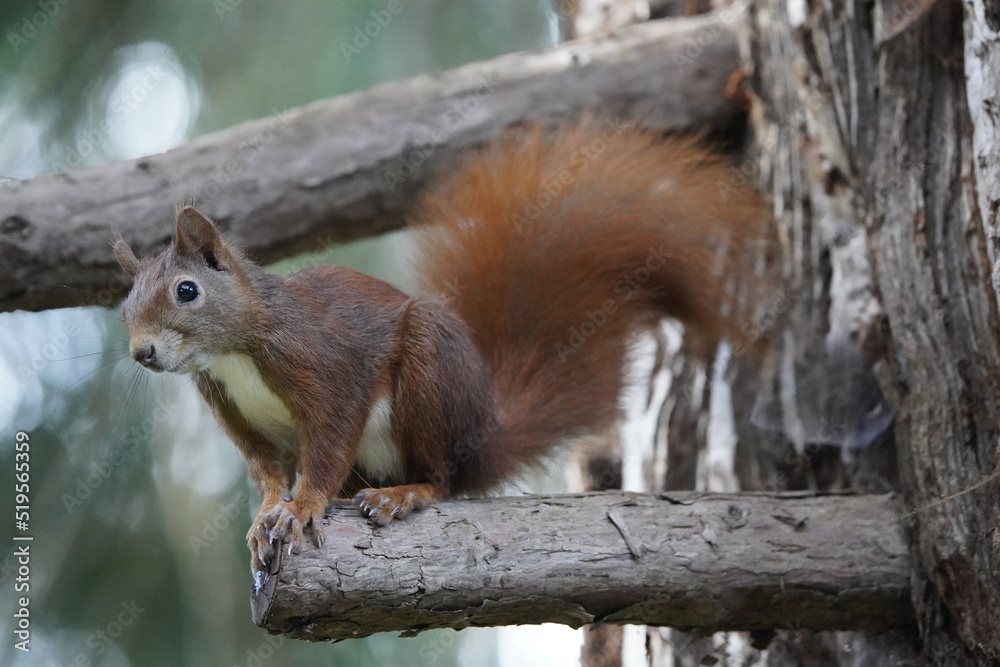 
Red squirrel or Eurasian red squirrel (Sciurus vulgaris) Sciuridae family.