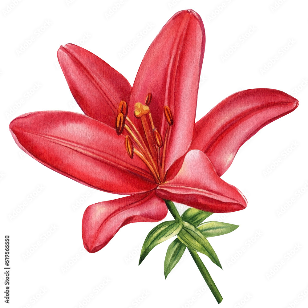 Red lily on isolated white background, watercolor flower. Botanical painting