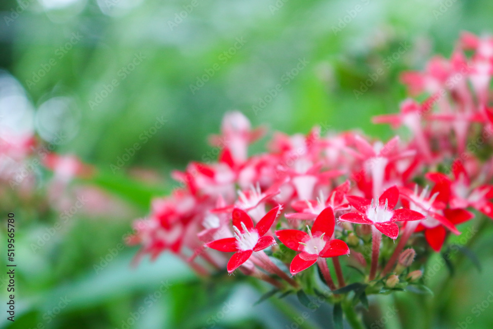 Red flowers blooming in the garden.
