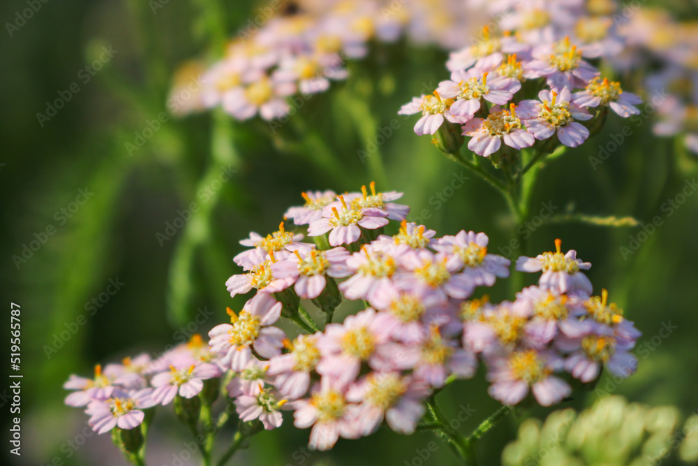 An unusual flower found in a botanical garden.
An unusual flower found in a botanical garden.