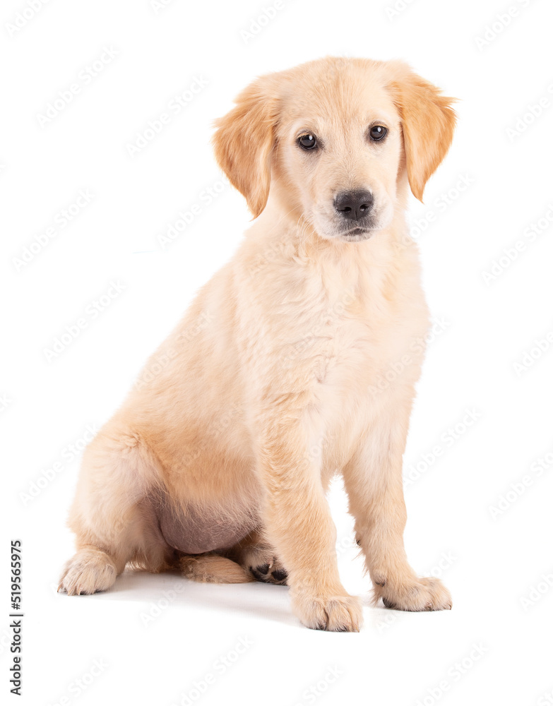 Golden Retriever puppy sitting