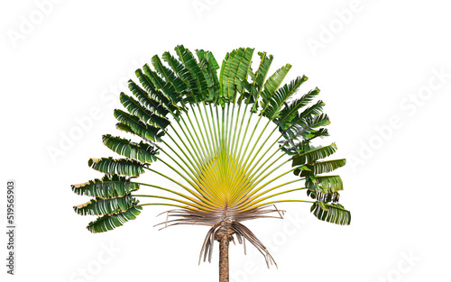 Traveler's palm tree (Ravenala madagascariensis) on isolated white background photo