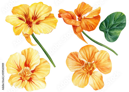 Yellow flowers on isolated white background, watercolor illustration, set nasturtium hand drawing photo