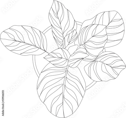 Top view of a ficus plant. Vector house plant illustration.