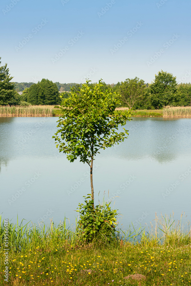 Drzewo nad jeziorem