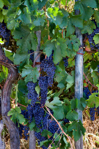Sangiovese black grapes photo