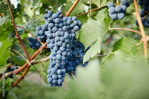 Red grapes on the vine