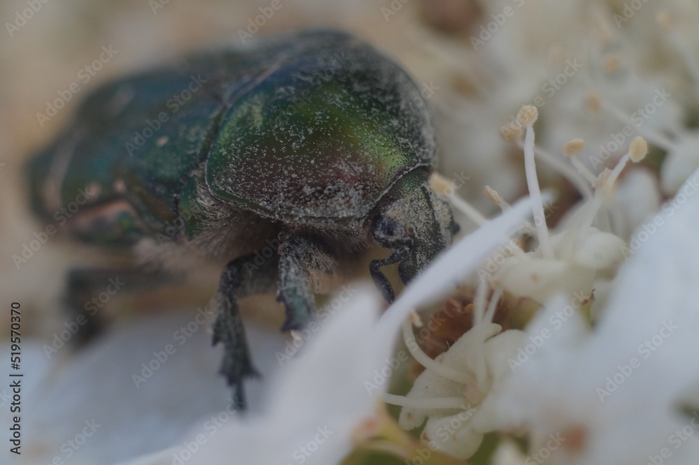 Obraz premium Full-color horizontal photo. The bronze beetle feeds on nectar on the inflorescence of viburnum. The beetle's color is mirror metallic green. The beetle got very dirty with pollen of the flower.