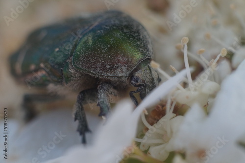 Full-color horizontal photo. The bronze beetle feeds on nectar on the inflorescence of viburnum. The beetle's color is mirror metallic green. The beetle got very dirty with pollen of the flower.