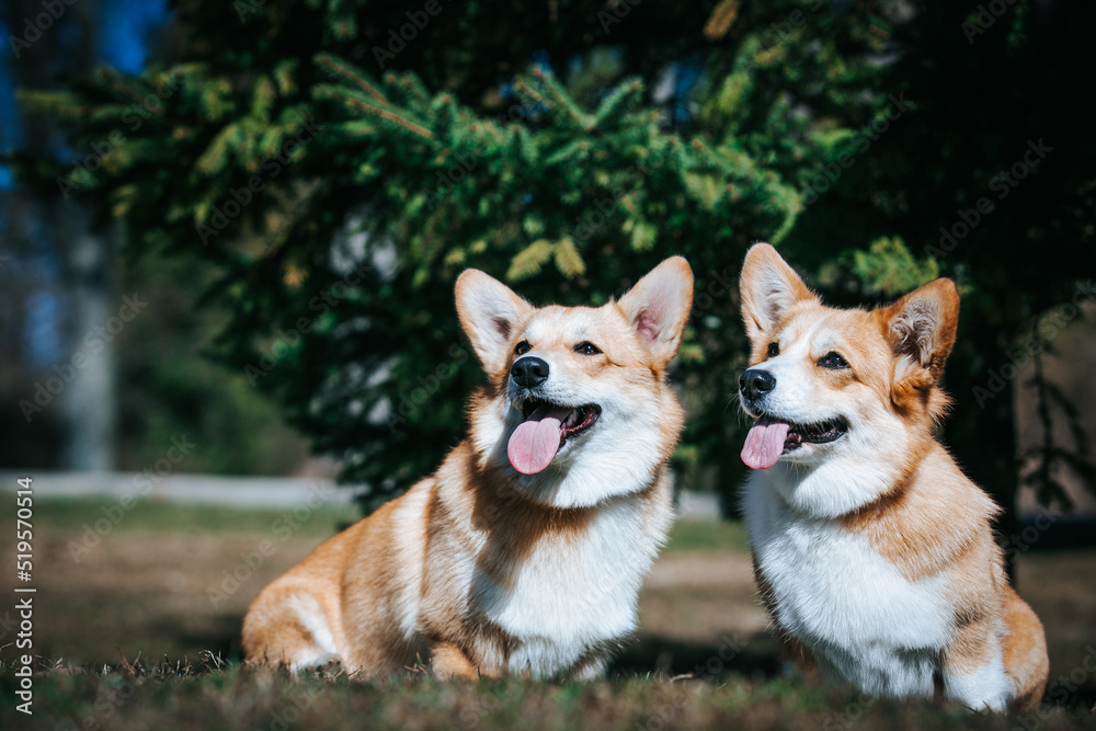 Corgi pembroke portrait. Dog posing outside	
