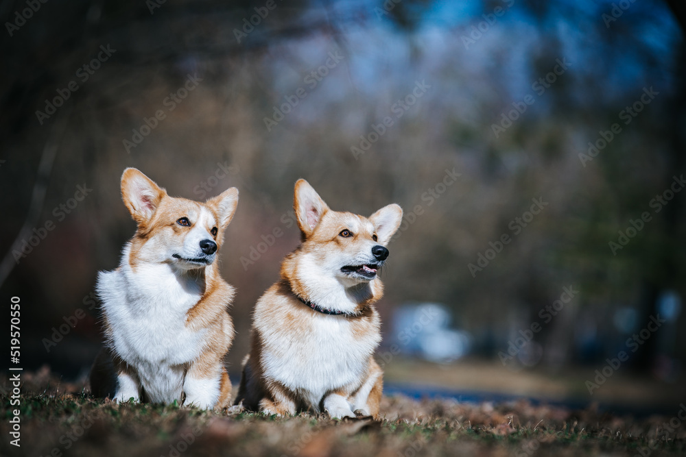 Corgi pembroke portrait. Dog posing outside