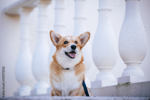 Corgi pembroke portrait. Dog posing outside 
