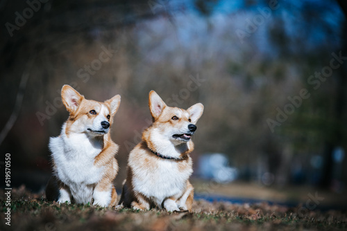 Corgi pembroke portrait. Dog posing outside