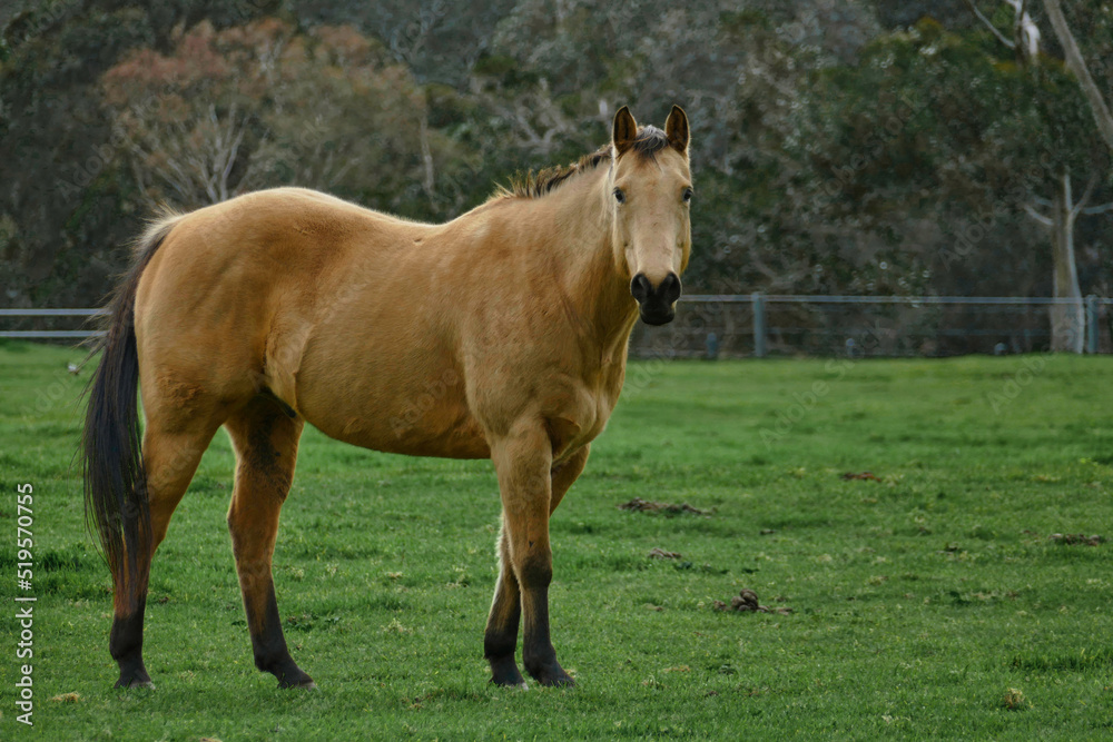 Beige color horse in green fields