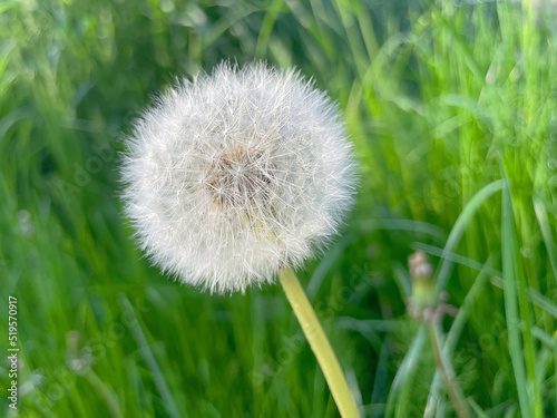 dandelion in grass