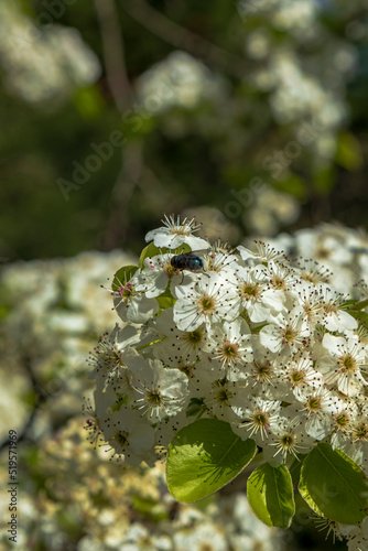 Flowering branch of pear. blooming spring garden. Spring floral background  fly on the white flowers of pear.